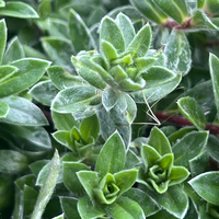 Androsace lanuginosa CC1271